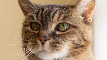 New York cat named Phoebe is a sassy senior looking for 'someone to love'