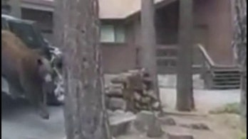 California deputies use rope to free bear trapped inside car, reveal preventative measures: video