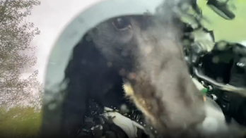 Video shows Colorado wildlife officer freeing bear that became trapped inside truck with food
