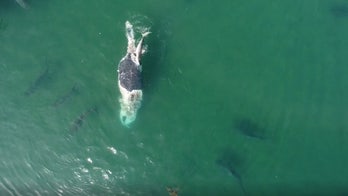 ‘Frenzy’ of tiger sharks feast on whale carcass off Australian coast