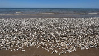 Texas Gulf Coast beach covered as thousands of dead Menhaden fish wash ashore