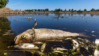 Poland and Germany collaborate to protect river from deadly pollution, discuss prevention strategies