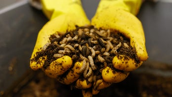 Farmers use AI to identify pests, protect crops