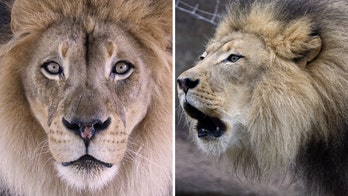 African lion dies after 14 years at California's Sacramento Zoo