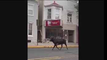 PA 'aggressive cow' pursued by police near Kutztown University: video