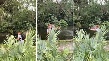 Man jumps into Busch Gardens' alligator exhibit in Florida: See the video