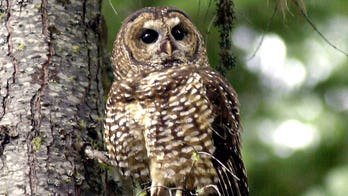 Biden administration moves to restore endangered species protections dropped by Trump