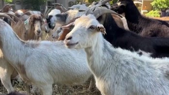 California labor law could leave firefighting goat herders out of a job, warns Western Grazers owner