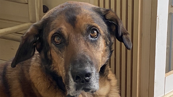 New Jersey dog with a rough start in life is up for adoption: Meet Chief, the three-legged champ