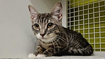 Kitnapping: Cat rescue charity offers $1,500 reward for feline stolen from NYC adoption event