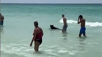 Black bear swimming at crowded Florida beach shocks beachgoers, video shows