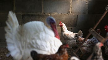 World’s largest chicken supplier, Brazil, unlikely to impose nationwide ban on exports over bird flu