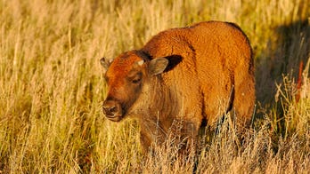 Hawaii man pleads guilty to picking up Yellowstone bison calf, resulting in its herd rejection, euthanasia