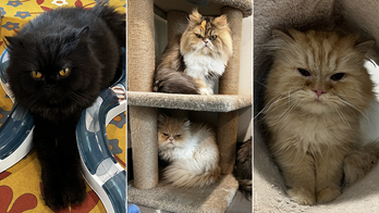 Florida woman leaves $300K estate to her seven Persian cats as adoption requests pour in