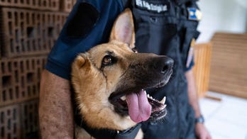 German Shepherd that was injured in Ukraine from rocket attack gets new start as police dog in Hungary