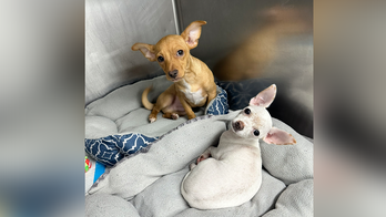 NYC councilwoman calling for increased prison time, felony charges for animal abusers