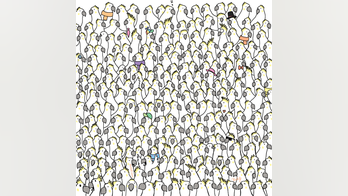 Brain teaser: Can you find four doves hidden among the cockatoos?