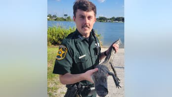 Florida officers 'question' alligator hiding under car: 'A suspicious character'