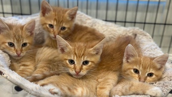 Four Texas kittens nicknamed the 'G Litter' are ready for loving homes