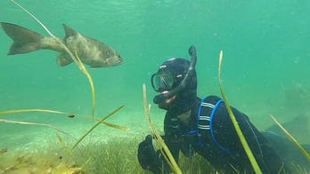 Wisconsin man reportedly makes friends with a fish, visiting his 'pal' every summer at a lake