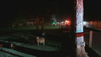 Fire at Metro Richmond Zoo in Virginia kills one animal, destroys multiple structures: officials