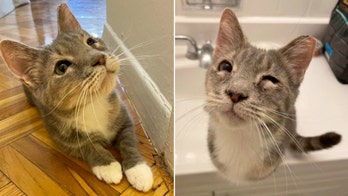 Sweet tri-colored tabby cat named Qwerty is looking for a home in DC
