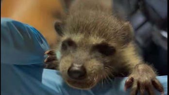 Florida woman arrested after police allegedly find meth, baby raccoon in backpack