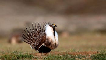 Federal judge rejects approval for Idaho phosphate mining project due to environmental concerns