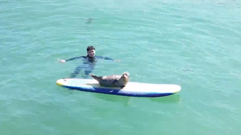 Baby seal caught on camera riding the waves with delighted California surfers