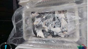 Brazil seizes 28.7 tons of endangered shark fins in likely largest confiscation in history