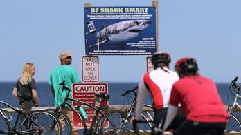 Sharks off Cape Cod equipped with 'smartphones' featuring cameras, improved sensors