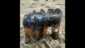 Woman walking along California beach finds ancient, foot-long mastodon tooth