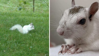 Rare white squirrel spotted in North Carolina: Why some US towns are used to the fair-furred rodent