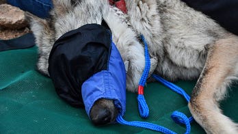 Mexican gray wolf released back into Arizona after wandering 500 miles from the region