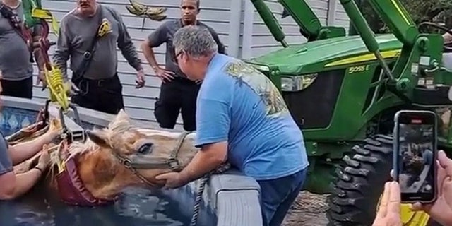 Horse being rescued from above-ground pool