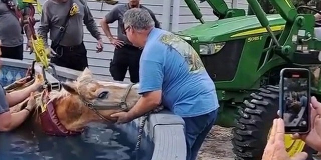 Horse being rescued from above-ground pool