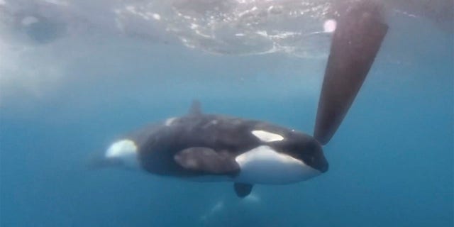 orcas nadando