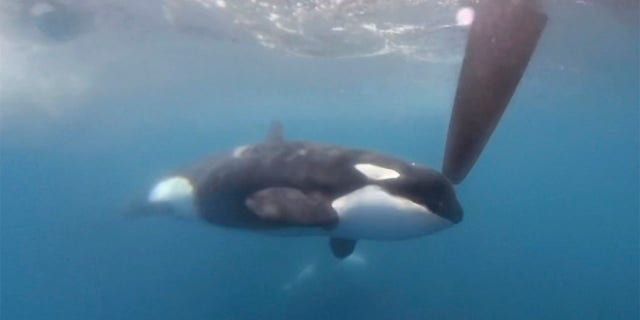 orcas swimming