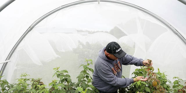 Entomology researcher