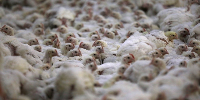 Chickens at a poultry farm