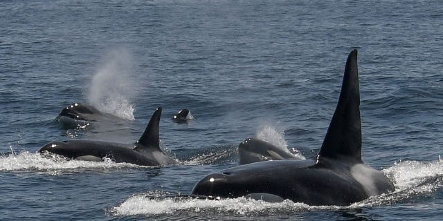 killer whales