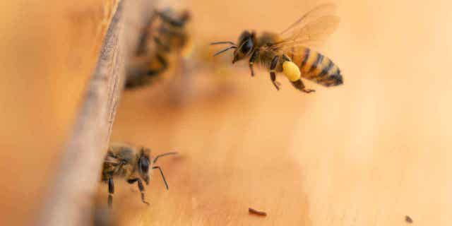 A bee arrives