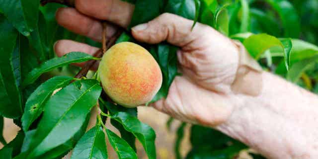 Peaches