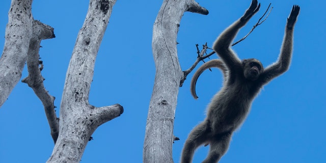 northern muriqui monkey