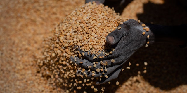 An Ethiopian woman scoops up portions of yellow split peas 