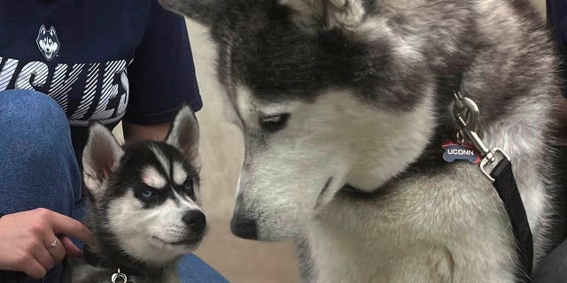 UConn mascots old and news standing together
