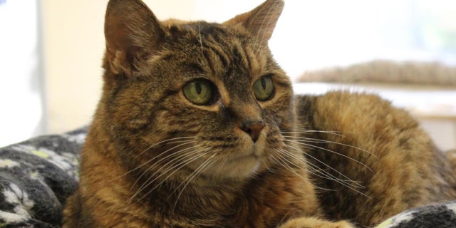 Phoebe the adoptable cat