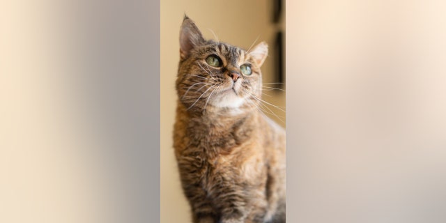 Adoptable pet Phoebe