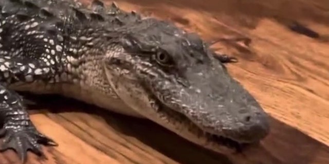 Alligator inside home
