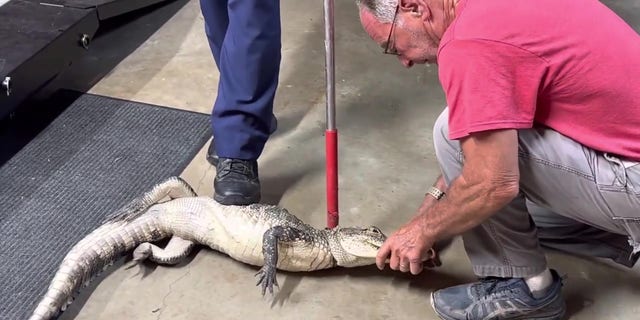 An alligator trapper and sheriff deputy restrain alligator.